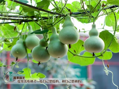 紫荆种子怎么种？紫荆种子怎么种植方法？-第7张图片-优品飞百科