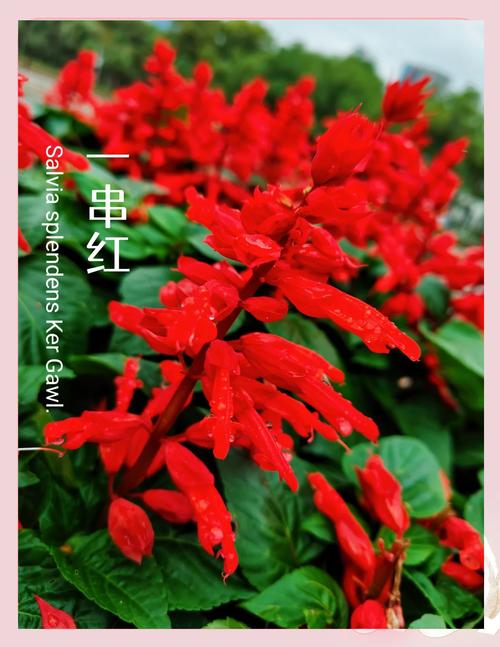 一串红秋天怎么养,一串红秋天开花吗-第2张图片-优品飞百科 一串红秋天怎么养,一串红秋天开花吗-第2张图片-优品飞百科