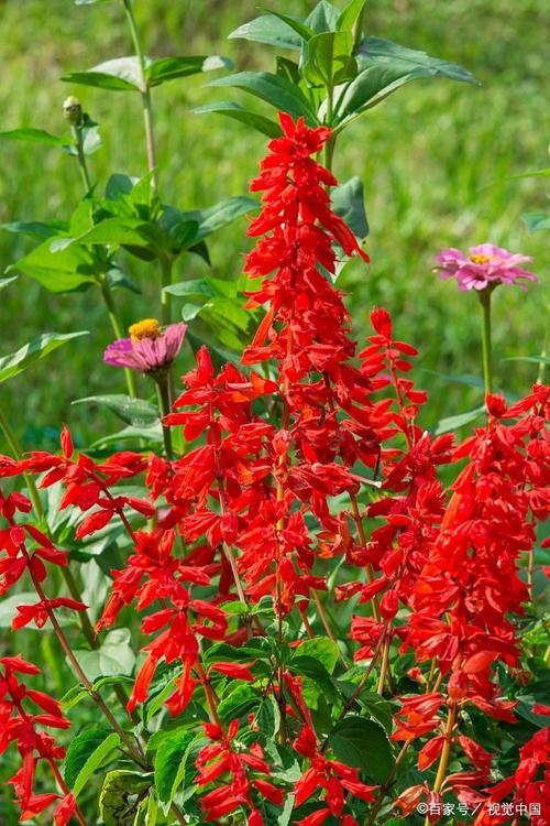一串红秋天怎么养,一串红秋天开花吗-第3张图片-优品飞百科 一串红秋天怎么养,一串红秋天开花吗-第3张图片-优品飞百科