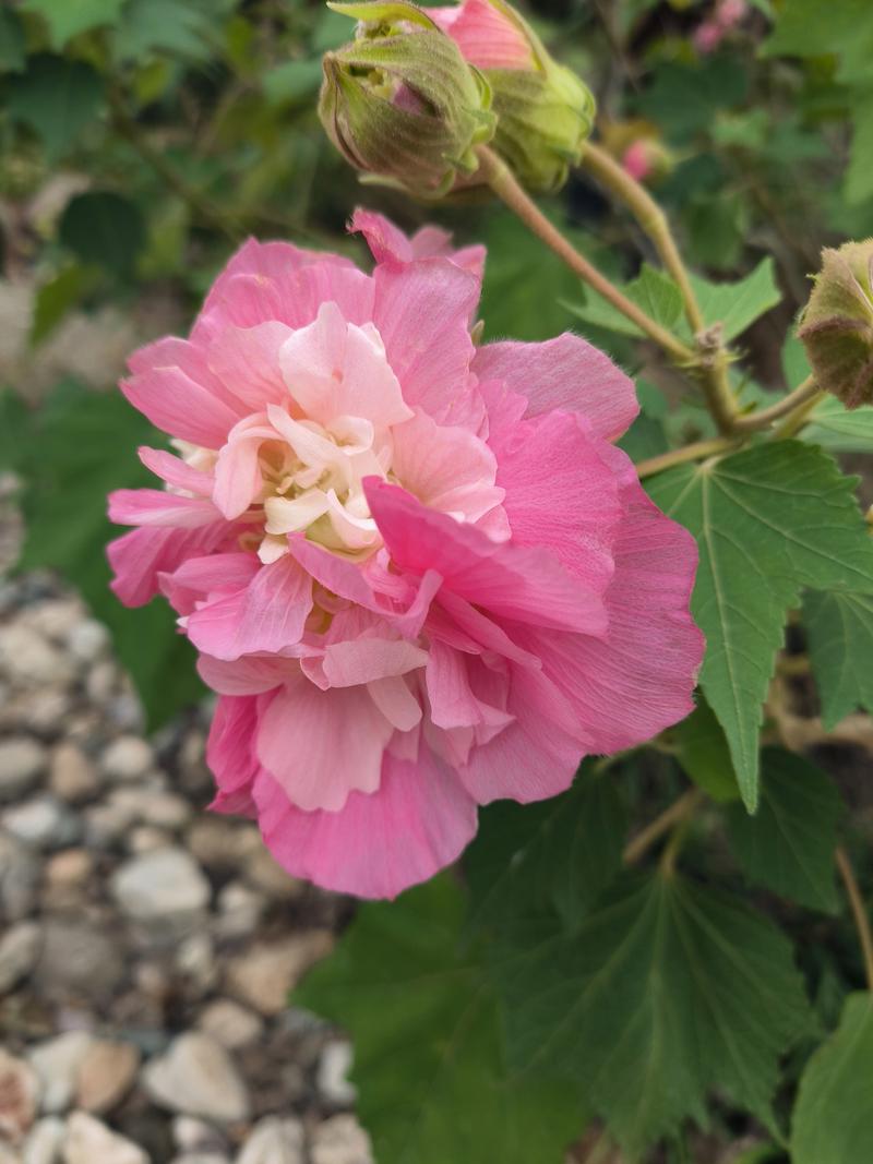 一串红秋天怎么养,一串红秋天开花吗-第4张图片-优品飞百科 一串红秋天怎么养,一串红秋天开花吗-第4张图片-优品飞百科