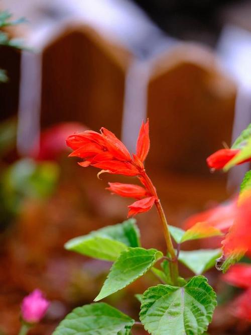 一串红秋天怎么养,一串红秋天开花吗-第5张图片-优品飞百科 一串红秋天怎么养,一串红秋天开花吗-第5张图片-优品飞百科