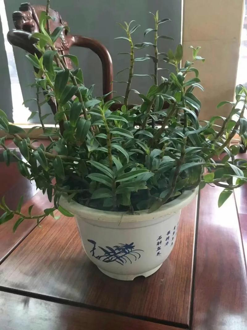 铁皮石斛能在阳台上养吗？铁皮石斛能在室内养吗有毒吗？