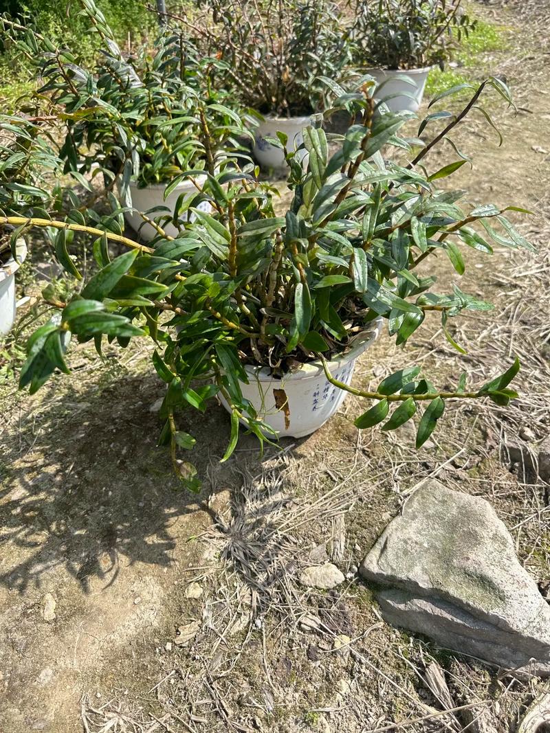 铁皮石斛能在阳台上养吗？铁皮石斛能在室内养吗有毒吗？-第2张图片-优品飞百科