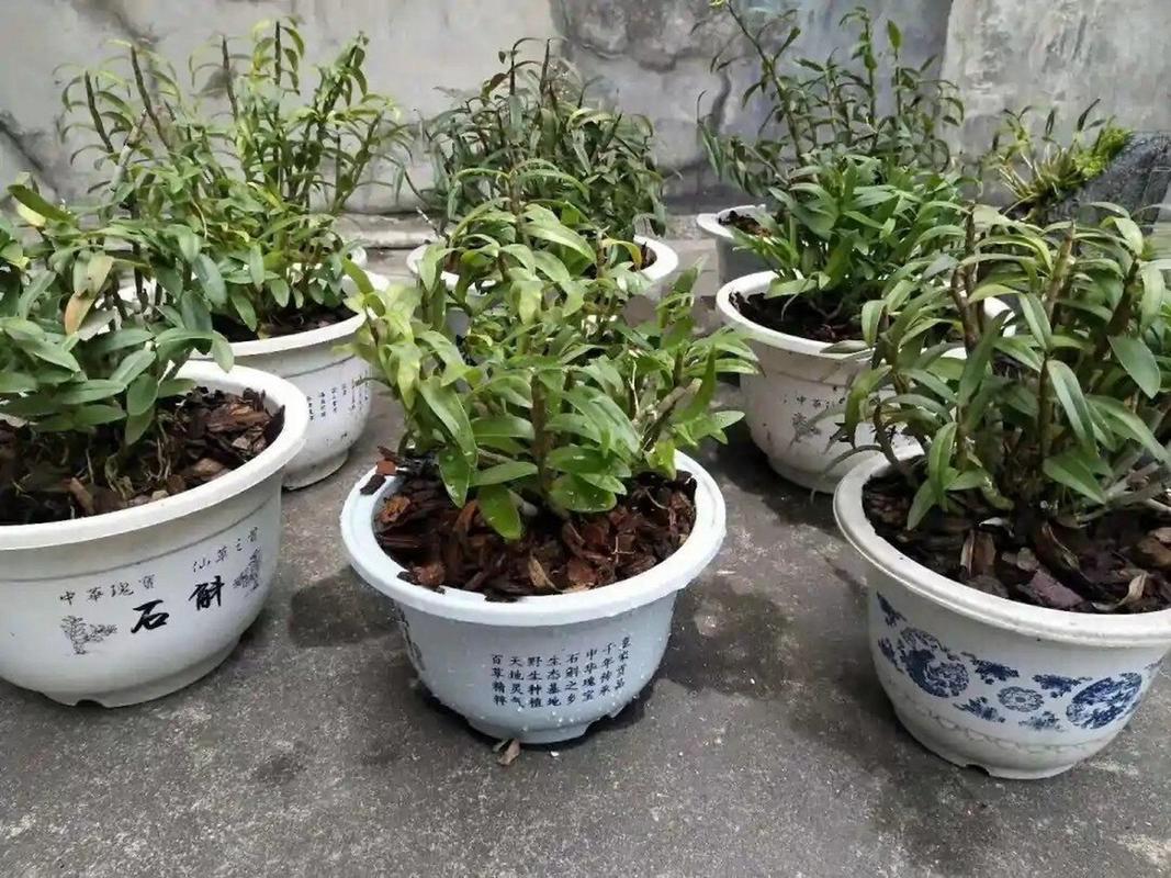 铁皮石斛能在阳台上养吗？铁皮石斛能在室内养吗有毒吗？-第3张图片-优品飞百科