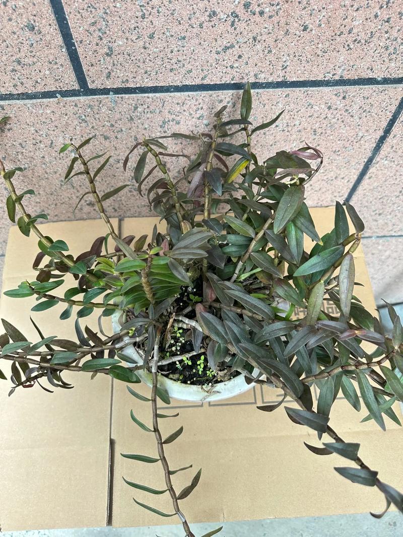 铁皮石斛能在阳台上养吗？铁皮石斛能在室内养吗有毒吗？-第4张图片-优品飞百科