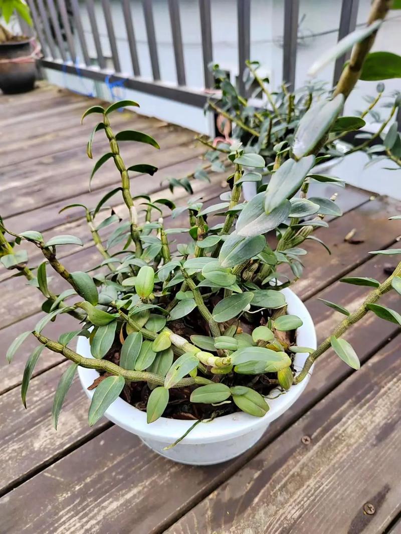 铁皮石斛能在阳台上养吗？铁皮石斛能在室内养吗有毒吗？-第5张图片-优品飞百科
