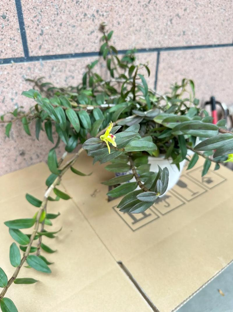 铁皮石斛能在阳台上养吗？铁皮石斛能在室内养吗有毒吗？-第6张图片-优品飞百科