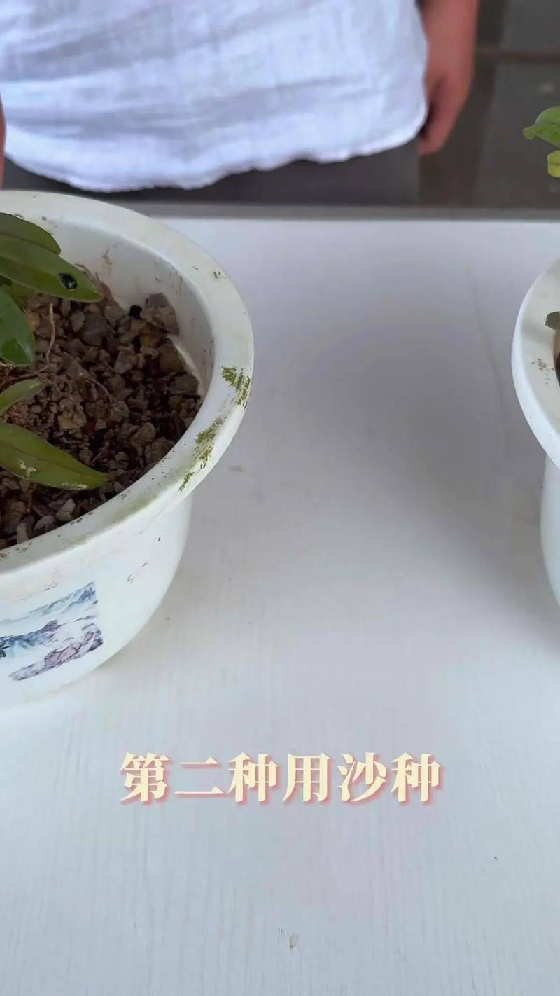 铁皮石斛能在阳台上养吗？铁皮石斛能在室内养吗有毒吗？-第7张图片-优品飞百科