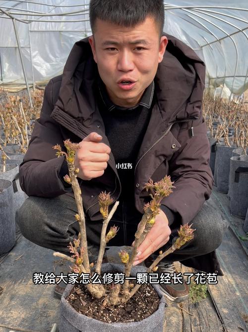 牡丹花怎么修剪？牡丹花怎么修剪枝条才能不长高？