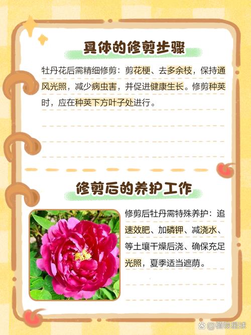 牡丹花怎么修剪？牡丹花怎么修剪枝条才能不长高？-第3张图片-优品飞百科