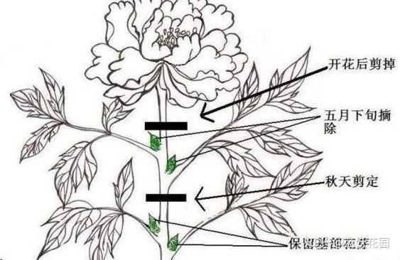 牡丹花怎么修剪？牡丹花怎么修剪枝条才能不长高？-第4张图片-优品飞百科