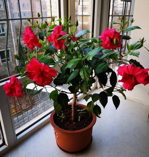 牡丹花怎么修剪？牡丹花怎么修剪枝条才能不长高？-第5张图片-优品飞百科