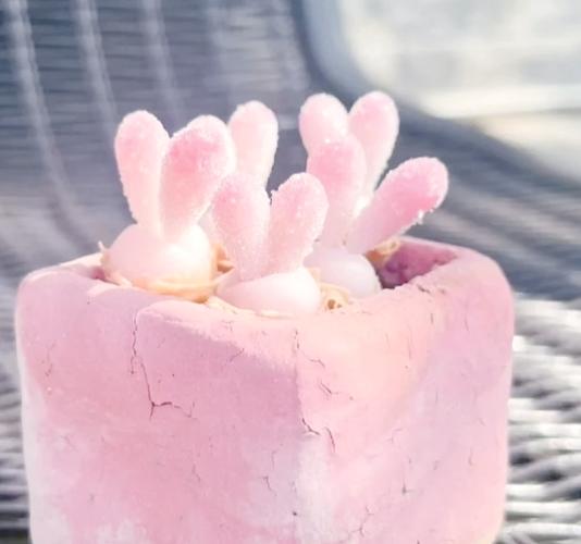 碧光环怎么养，碧光环多久长大-第1张图片-优品飞百科