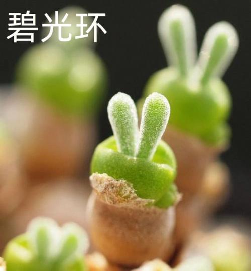 碧光环怎么养，碧光环多久长大-第2张图片-优品飞百科