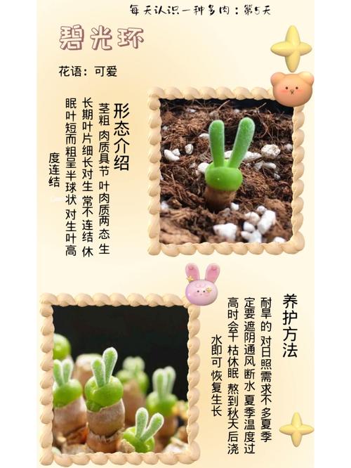 碧光环怎么养，碧光环多久长大-第3张图片-优品飞百科