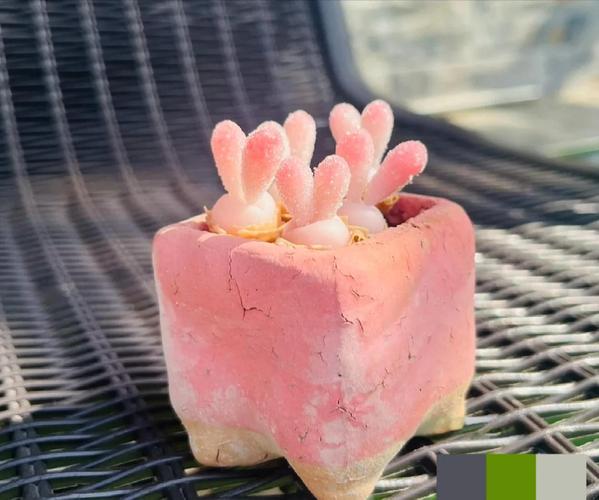 碧光环怎么养，碧光环多久长大-第4张图片-优品飞百科