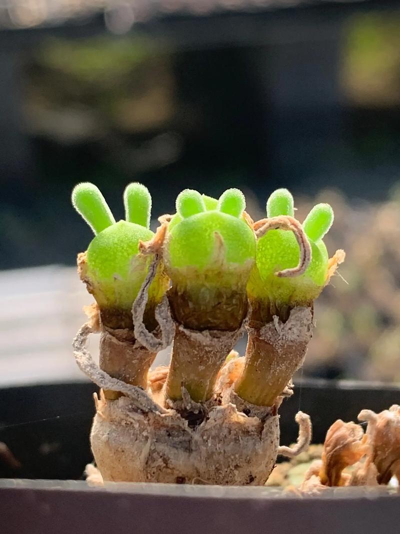 碧光环怎么养，碧光环多久长大-第5张图片-优品飞百科