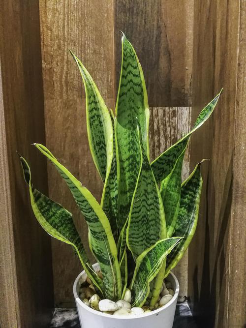 虎皮兰最爱这种“水”，虎皮兰的水养方法和注意事项？-第1张图片-优品飞百科