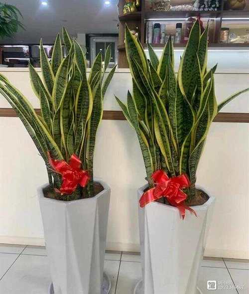 虎皮兰最爱这种“水”，虎皮兰的水养方法和注意事项？-第2张图片-优品飞百科