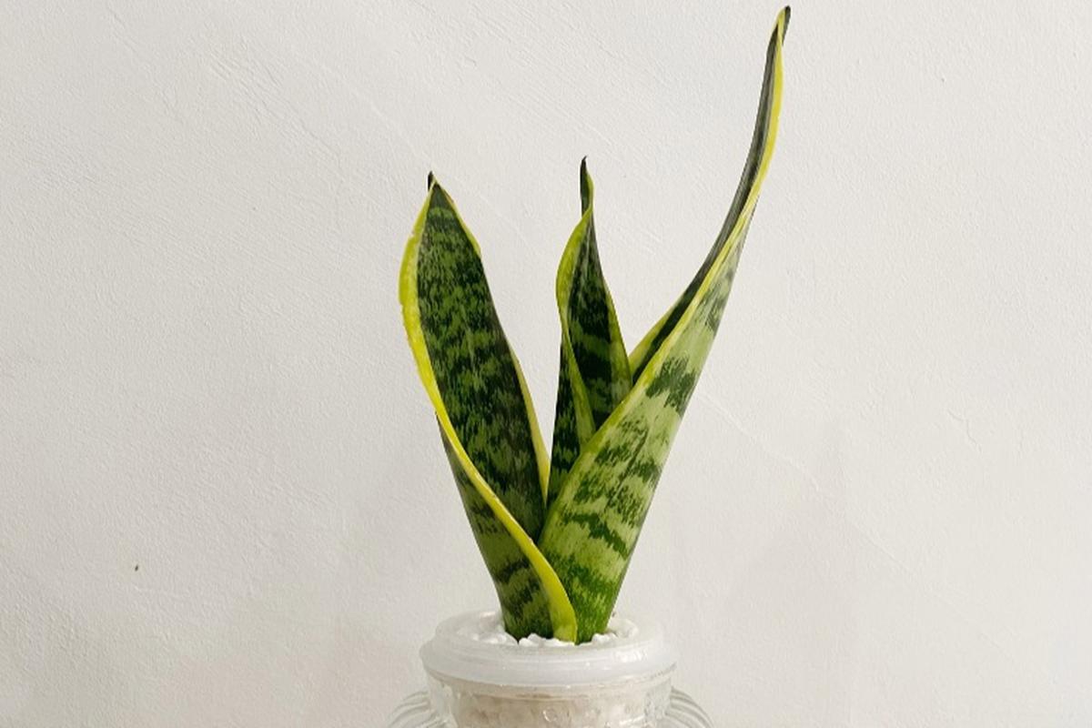 虎皮兰最爱这种“水”，虎皮兰的水养方法和注意事项？-第3张图片-优品飞百科