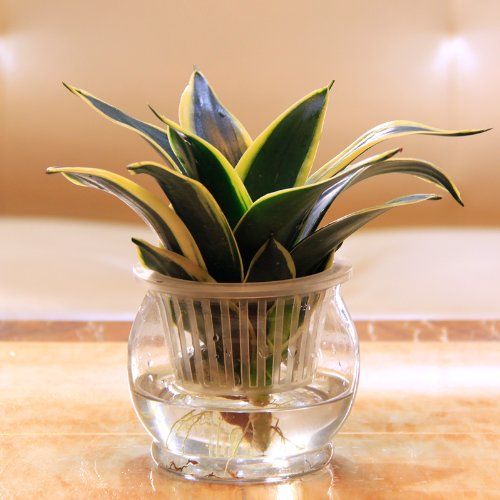 虎皮兰最爱这种“水”，虎皮兰的水养方法和注意事项？-第4张图片-优品飞百科