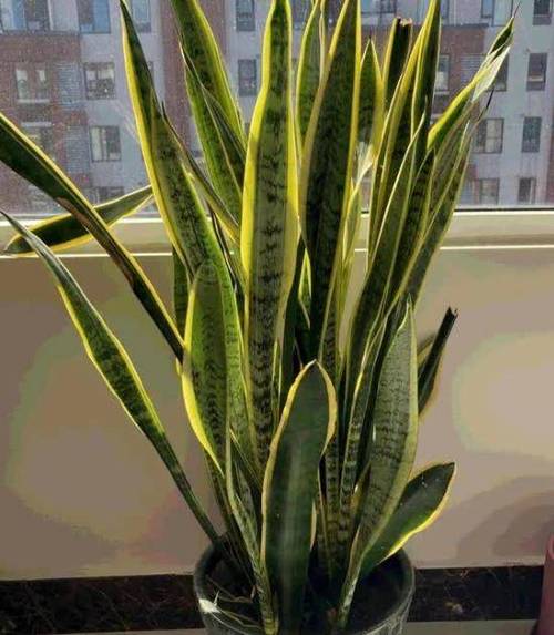 虎皮兰最爱这种“水”，虎皮兰的水养方法和注意事项？-第6张图片-优品飞百科