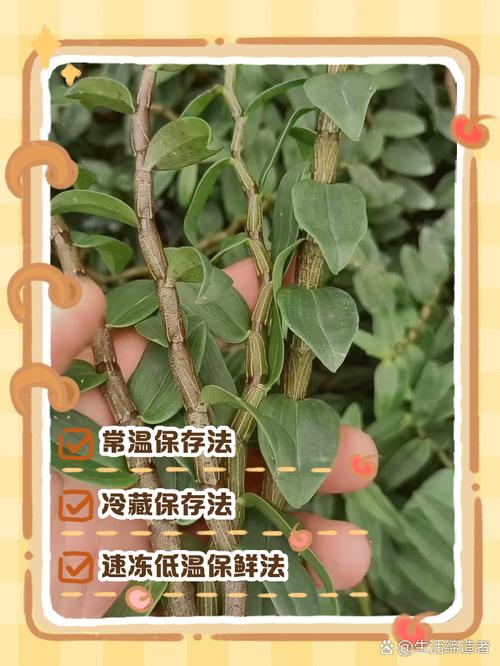 石斛如何保存，石斛如何保存比较好