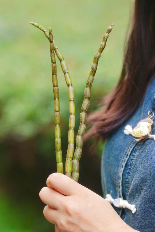 石斛如何保存,石斛如何保存比较好-第2张图片-优品飞百科 石斛如何保存,石斛如何保存比较好-第2张图片-优品飞百科