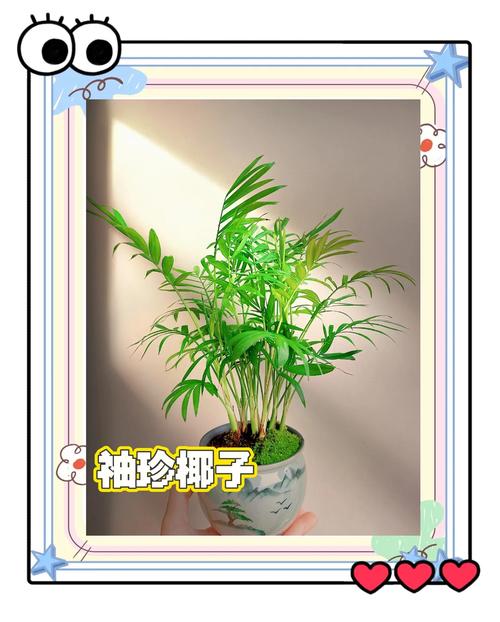 袖珍椰子秋天怎么养，袖珍椰子秋天多久浇一次水-第3张图片-优品飞百科