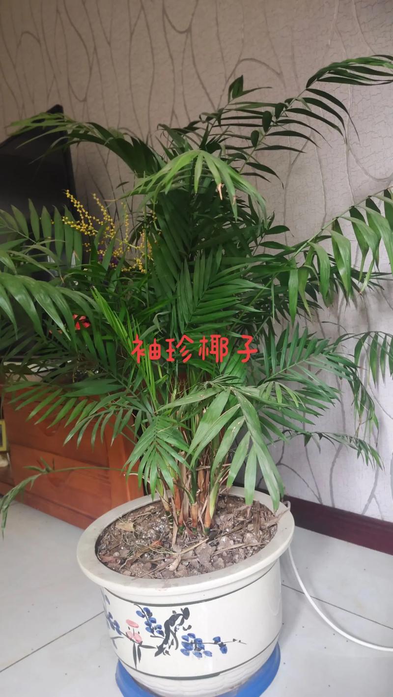 袖珍椰子秋天怎么养，袖珍椰子秋天多久浇一次水-第6张图片-优品飞百科