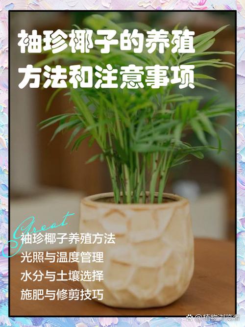 袖珍椰子秋天怎么养，袖珍椰子秋天多久浇一次水-第7张图片-优品飞百科