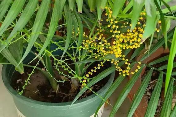 凤尾竹种子怎么种？凤尾竹种子怎么种的？-第3张图片-优品飞百科