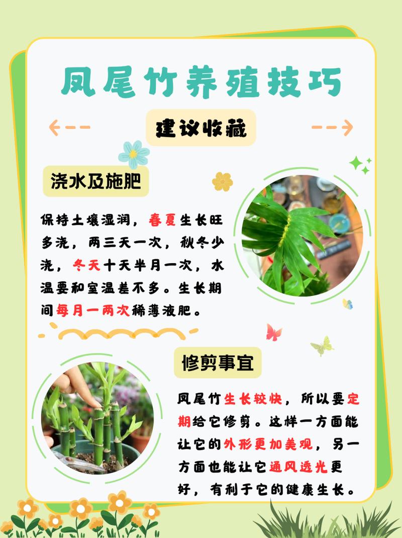 凤尾竹种子怎么种？凤尾竹种子怎么种的？-第6张图片-优品飞百科