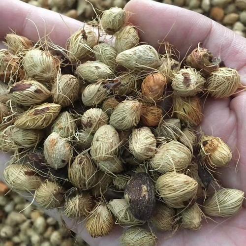 凤尾竹种子怎么种？凤尾竹种子怎么种的？-第7张图片-优品飞百科