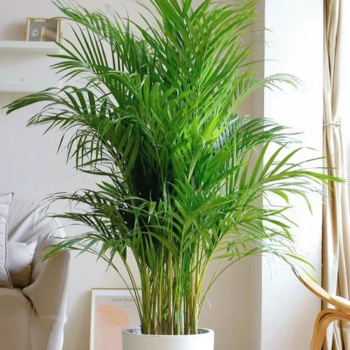 凤尾竹种子怎么种？凤尾竹种子怎么种的？-第8张图片-优品飞百科