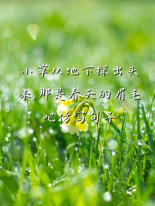 绿萝君子兰...擦点增亮剂，用什么擦君子兰叶子发绿？