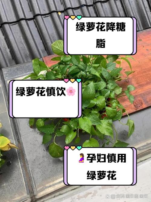 绿萝君子兰...擦点增亮剂,用什么擦君子兰叶子发绿?-第3张图片-优品飞百科 绿萝君子兰...擦点增亮剂,用什么擦君子兰叶子发绿?-第3张图片-优品飞百科