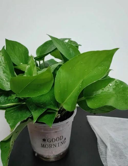 绿萝君子兰...擦点增亮剂,用什么擦君子兰叶子发绿?-第4张图片-优品飞百科 绿萝君子兰...擦点增亮剂,用什么擦君子兰叶子发绿?-第4张图片-优品飞百科