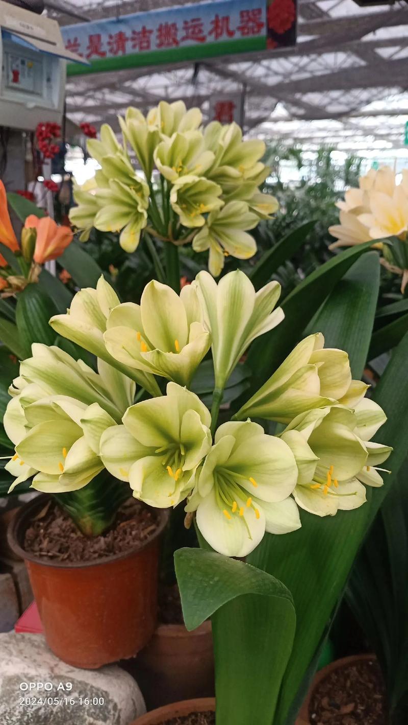 绿萝君子兰...擦点增亮剂,用什么擦君子兰叶子发绿?-第5张图片-优品飞百科 绿萝君子兰...擦点增亮剂,用什么擦君子兰叶子发绿?-第5张图片-优品飞百科