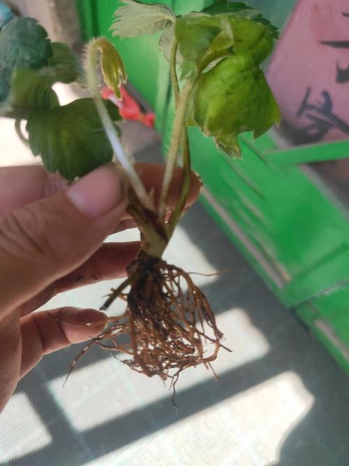 草莓苗怎么种？草莓苗怎么种容易活？