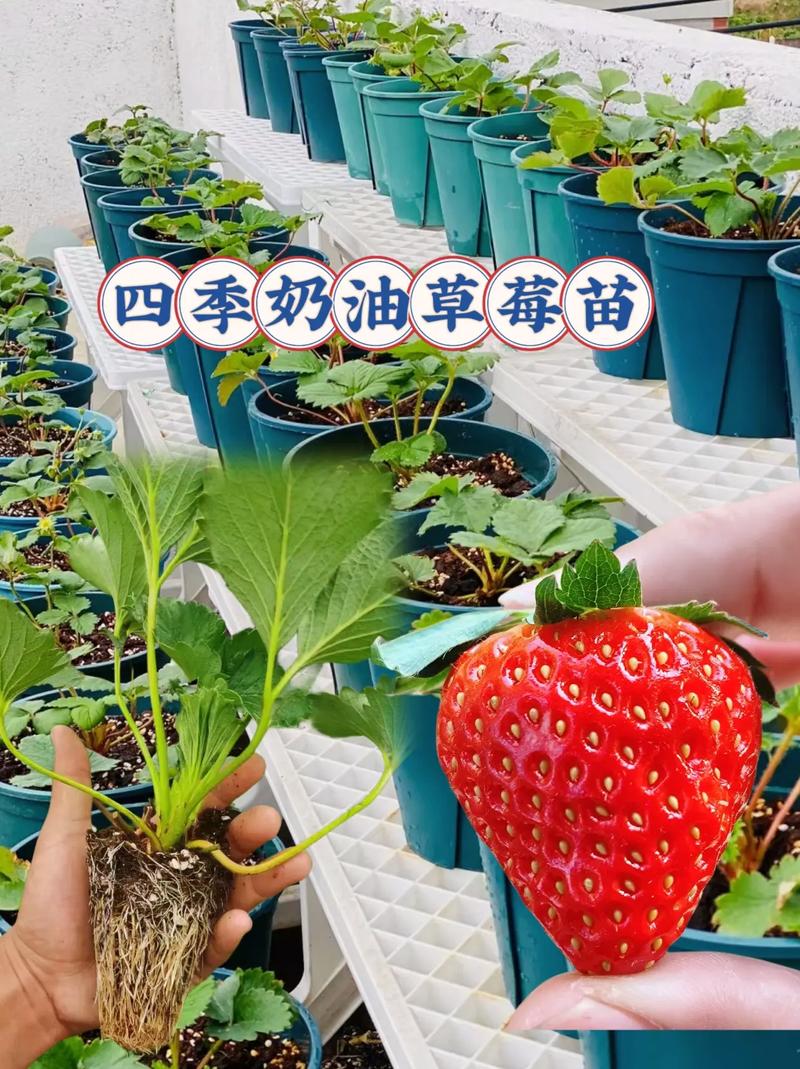 草莓苗怎么种？草莓苗怎么种容易活？-第2张图片-优品飞百科