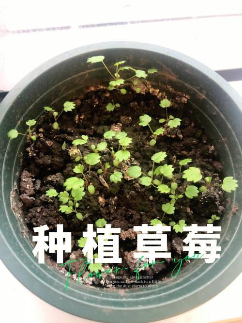 草莓苗怎么种？草莓苗怎么种容易活？-第3张图片-优品飞百科