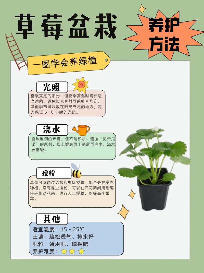 草莓苗怎么种？草莓苗怎么种容易活？-第4张图片-优品飞百科