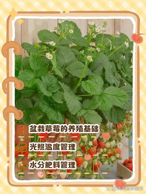 草莓苗怎么种？草莓苗怎么种容易活？-第5张图片-优品飞百科