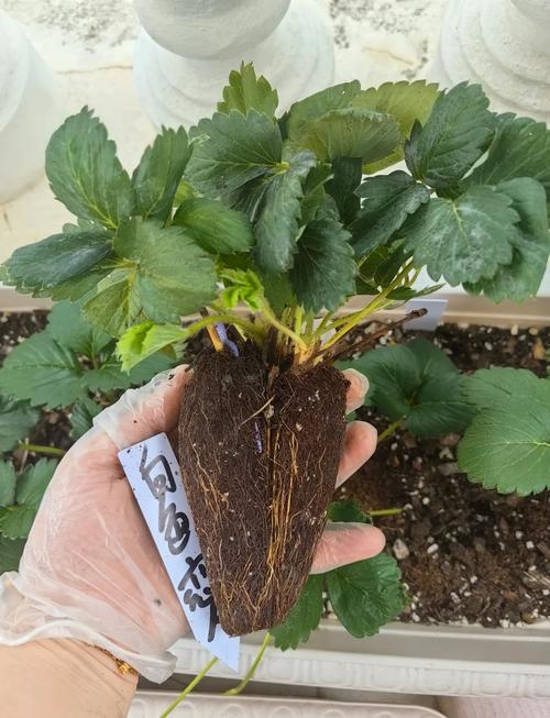 草莓苗怎么种？草莓苗怎么种容易活？-第7张图片-优品飞百科