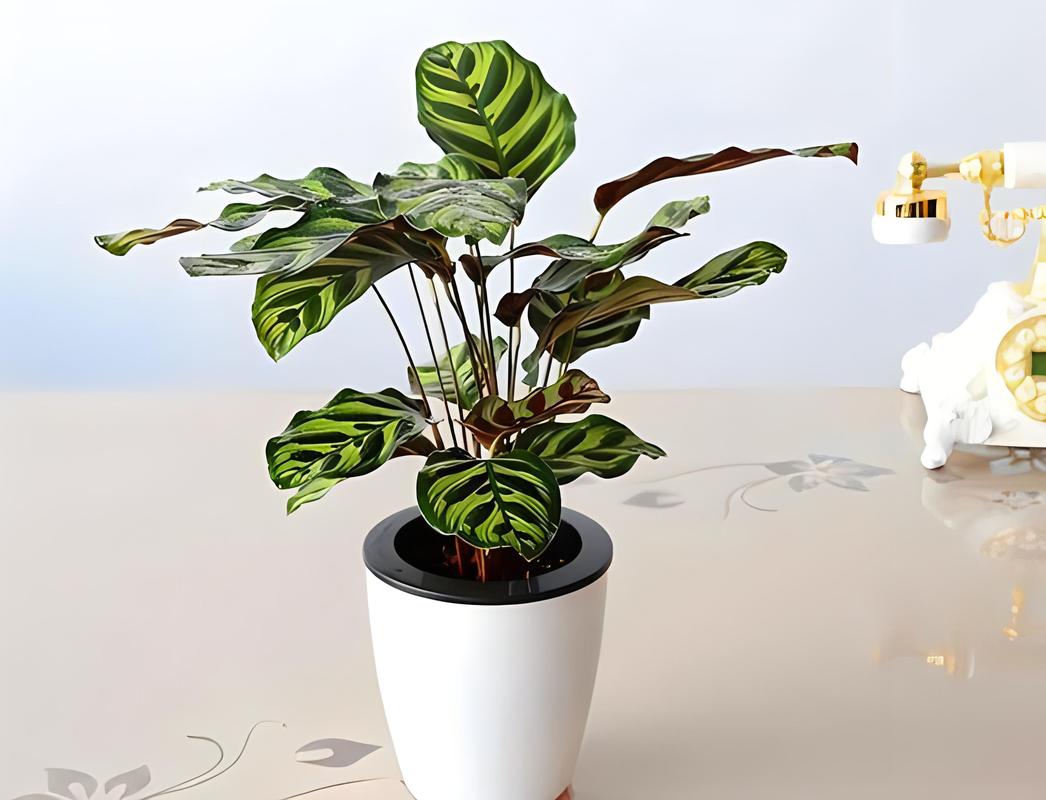 孔雀竹芋多久浇一次水？孔雀竹芋是凶树还是吉树？