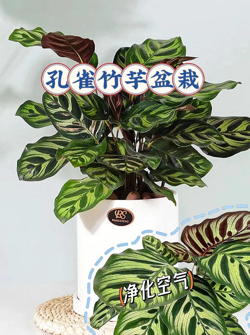 孔雀竹芋多久浇一次水？孔雀竹芋是凶树还是吉树？-第3张图片-优品飞百科