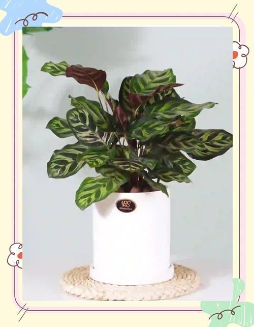 孔雀竹芋多久浇一次水？孔雀竹芋是凶树还是吉树？-第2张图片-优品飞百科