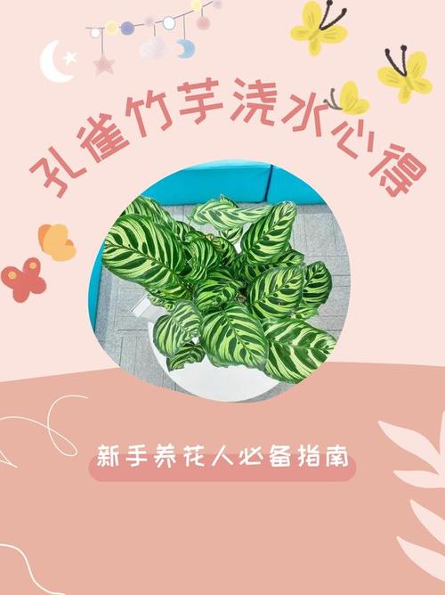 孔雀竹芋多久浇一次水？孔雀竹芋是凶树还是吉树？-第4张图片-优品飞百科
