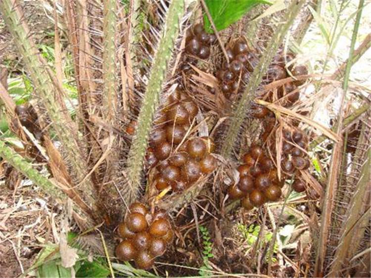 蛇皮果的养殖方法，蛇皮果种植技术？-第3张图片-优品飞百科